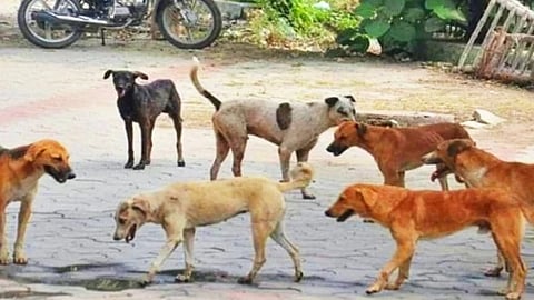  Important Orders of the Supreme Court Regarding Stray Dogs