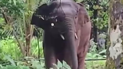 Omkar Elephant: Send 'Omkar' Elephant to 'Vantara'; Kolhapur Circuit Bench's Order