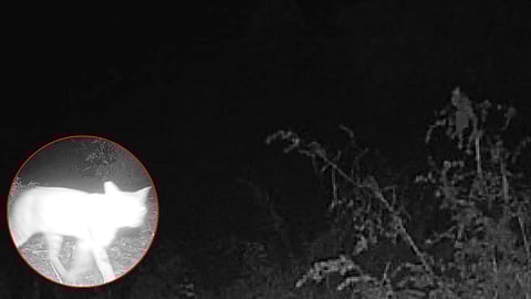 Nashik: Leopard presence in Bhonsala Military School area; but a different truth revealed in trap camera...