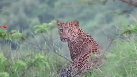 Leopard Attacks: State Government Orders Action Against Man-Eater Leopards