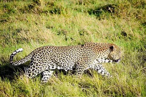 Leopard Intrusion in the Dense Area of Bhandewadi; Rescue Operation by Forest Department Begins