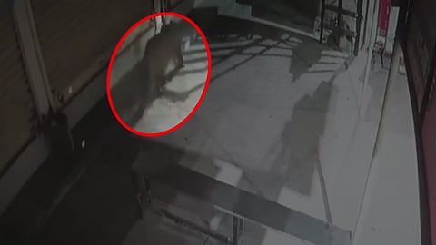 Nagpur Leopard CCTV Video: CCTV video of a leopard from Bhandewadi area in Nagpur emerges 