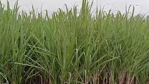 Beed: Roadblock Protest for Sugarcane Price Increase Today