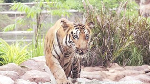 Byculla Rani Baug: Suspicious Death of Shakti the Tiger in Byculla Rani Baug