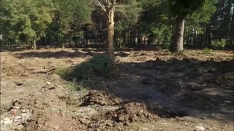 Nashik Tapovan: 15,000 trees to arrive from Hyderabad for Nashik; information that trees will reach Nashik by afternoon today