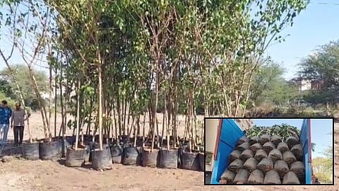 Nashik: Planting of 1,000 Trees in Nashik Today 