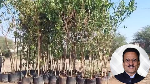 Nashik: Tree plantation to be done today in the first phase 