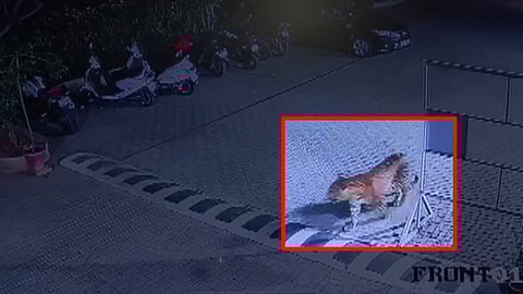 Pune Leopard: Leopard Spotted in Mundhwa Society; Captured on CCTV