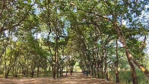 Petition Filed in High Court Over Tree Cutting in Nashik’s Tapovan Area 