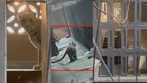 Mira Bhayandar Leopard: Leopard  in Mira-Bhayandar; attacked 4 people 