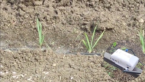 Dharashiv : Use of AI for Increasing Sugarcane Production 