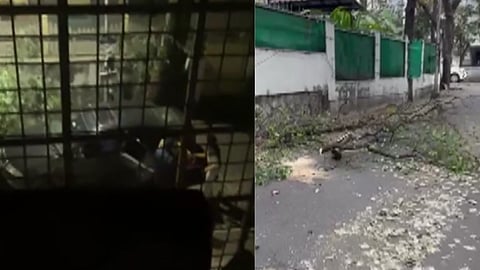 Asim Sarode: Thieves' gang active again in Pune; Sandalwood trees stolen outside Adv. Asim Sarode's office 