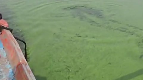 Ujani Dam Water Pollution Levels Exceeded