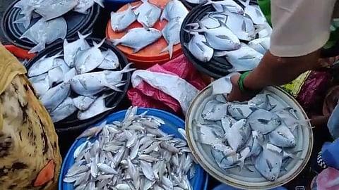 Fish market : Approval for 138 Crore Wholesale Fish Market Project in Marol; Relief for 2,816 Fishermen