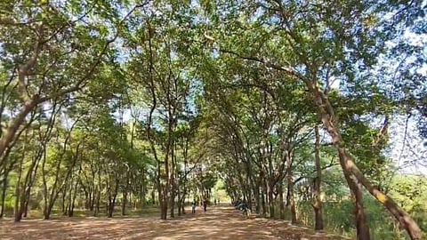 Nashik Tapovan: Hearing in Mumbai High Court on Nashik Tapovan Tree Cutting Case 