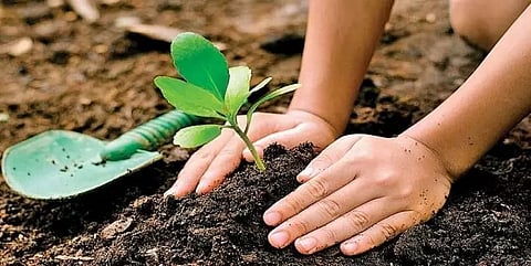 BSF, Guwahati plants over 8,000 saplings on World Environment Day