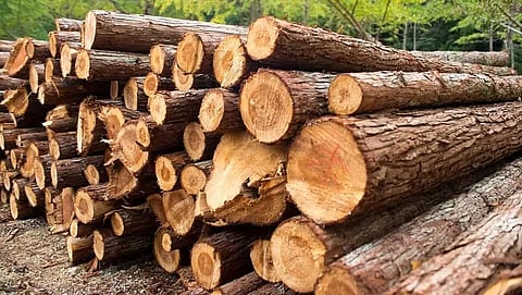 Smuggled Meghalaya timber glutting Guwahati market; DFO & ACF grilled