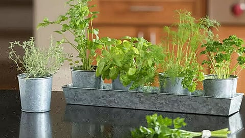 Grow your own herb garden to join the fight against global warming