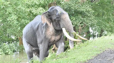 Priorities for Kaziranga