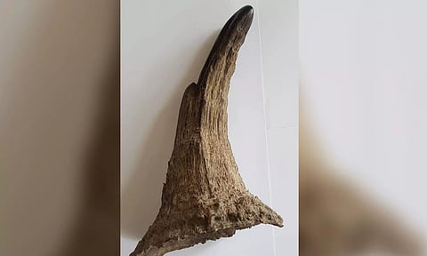 Man arrested in Dimapur for illegal possession of rhino horn worth Rs. 1.5 cr