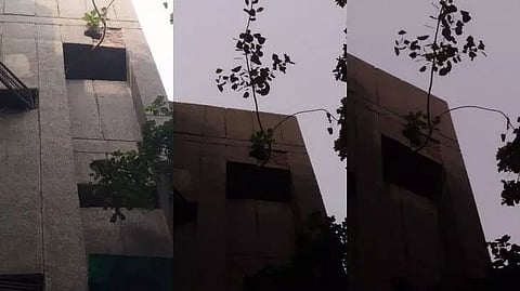 How a peepal tree in Delhi's Asiad Village got the PMO involved