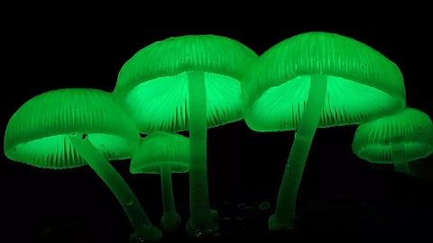 Glow in the dark mushrooms found in Meghalaya. Click to know more about it