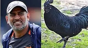 Will Dhoni's push make Kadaknath chicken a favourite of Indian foodies?