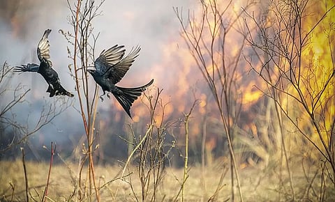 Drongo: The kotwal among birds who plays with fire