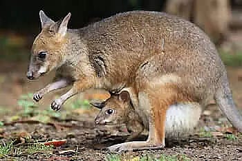 Pademelon
