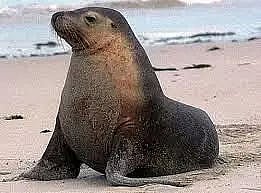 Northern Fur Seal