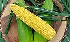 The Pursuit of King Corn: Agricultural Marketing