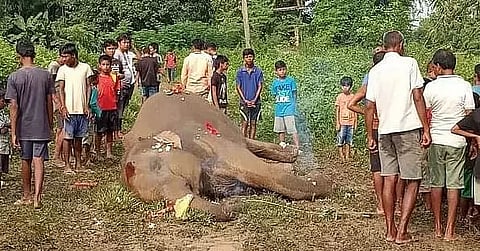 Two wild jumbos die due to electrocution at Rani Bakarapara village, Boko