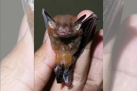 Scientists discover new bat species in Meghalaya