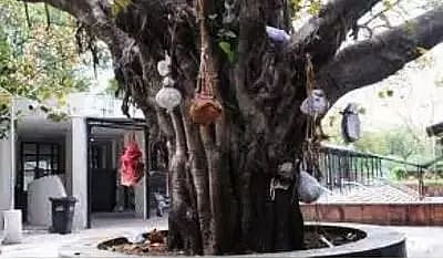 'Ghant' on peepal tree - ghastly reminder of pandemic deaths