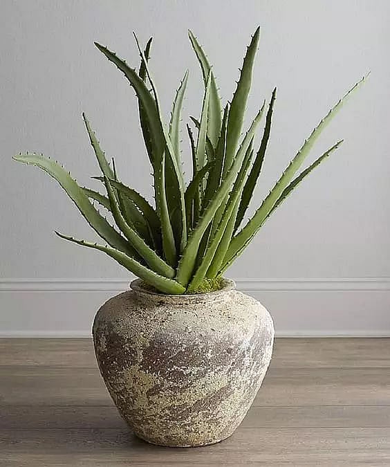 hochwertige aloe vera produkte Bio Aloe Vera Gel | Reines Aloe Vera gel main image 0