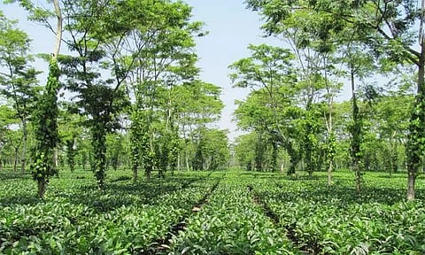 Small tea grower dies of COVID in Tinsukia