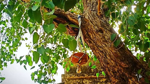Peepal tree boosts O2 level in Agra village