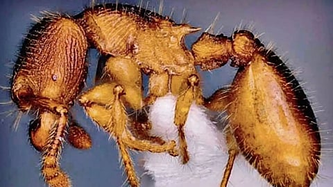 Bengaluru researchers discover two new ant species in Mizoram