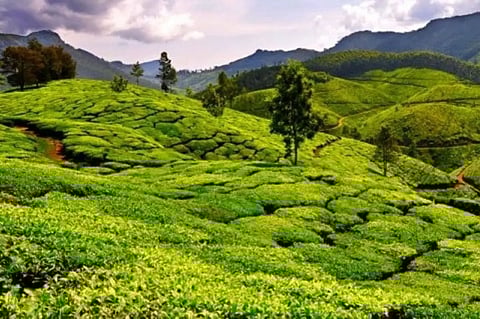 Lockout notice issued in Coombergram Tea Estate