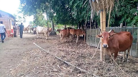 Nitaipukhuri Police apprehended five cattle thieves near Demow