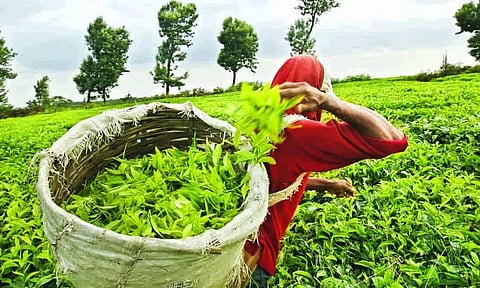 A Note on 'Tea Wages'