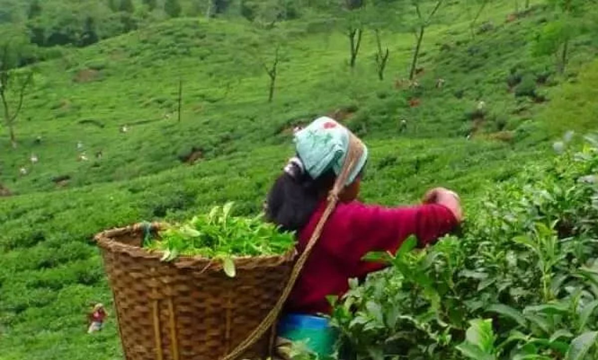 Dispur Tea Assam: Dispur Decides to Give Land Rights to Labourers in Tea Garden Lines