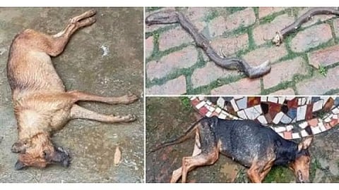 Sheroo & Coco proved they were their master's best friend