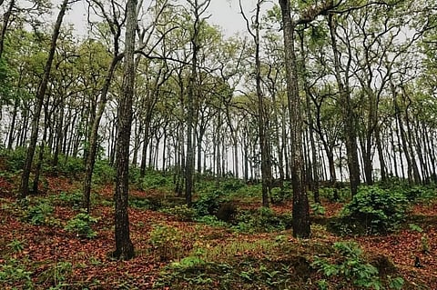 Interl rivalries leave Forest department headless