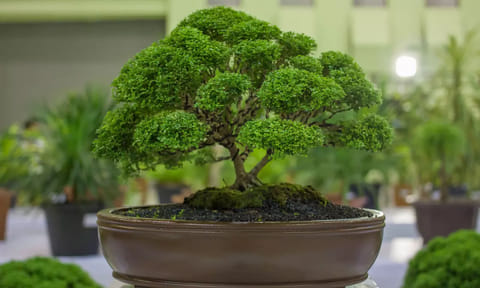 Labu-bonsai tryst still going strong!