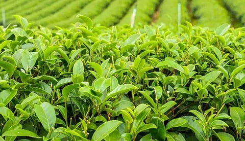 China pumping inferior tea to India via Nepal; domestic market affected