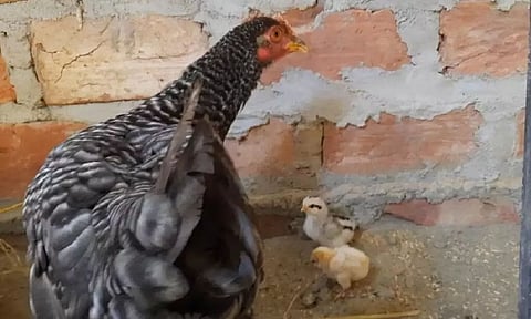 Hen Gives Birth to 4 Chicks Without laying Eggs in Udalguri District of Assam