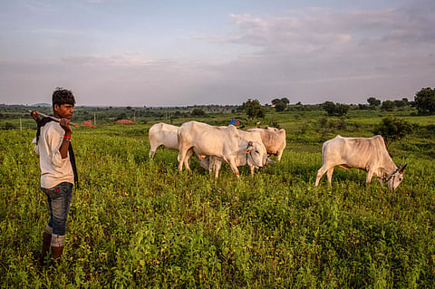 The contrast in the life of a sacred cow and a dairy cow in Indian society