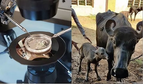 India's first IVF buffalo calf born