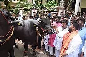 'Baahubali', 'Shahrukh' hog limelight at Hyderabad's buffalo carnival